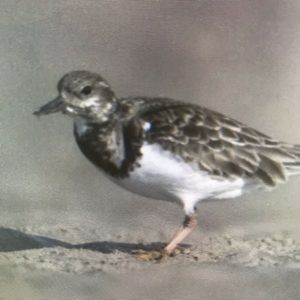 Meet your Posher, Elisa